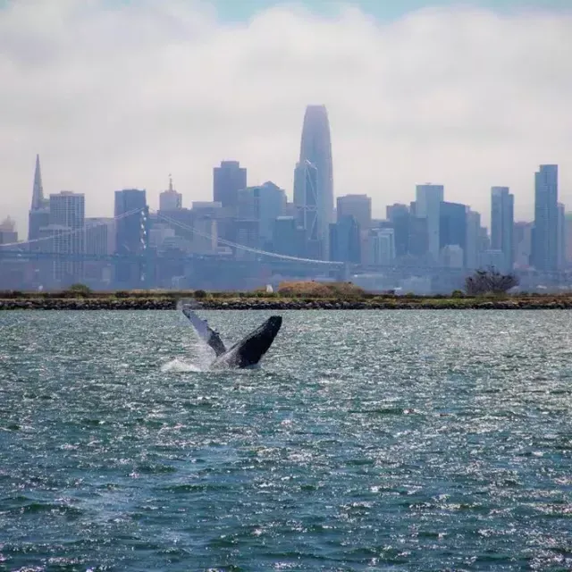 A whale breaches in the waters of San Francisco Bay.